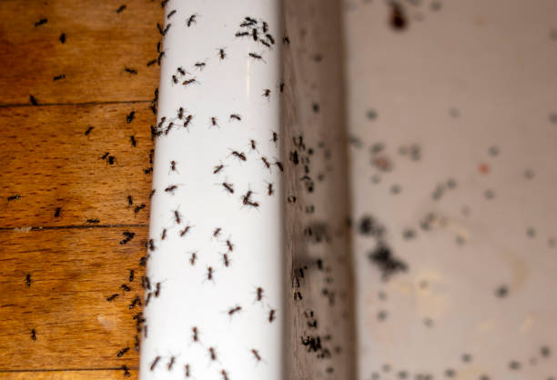Best Pest Control Near Me in Moosup, CT