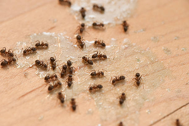 Best Ant Control Services  in Moosup, CT
